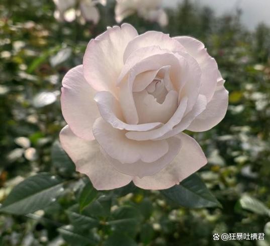 宝华月季，二舅的春日传奇绽放之美